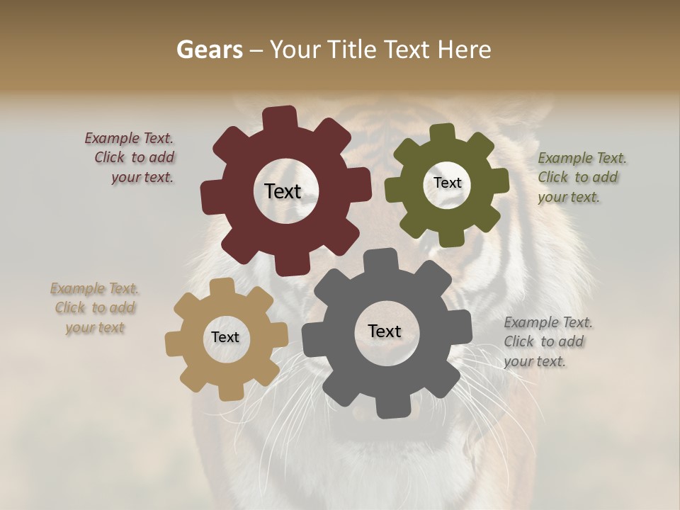 Siberian Tiger PowerPoint Template