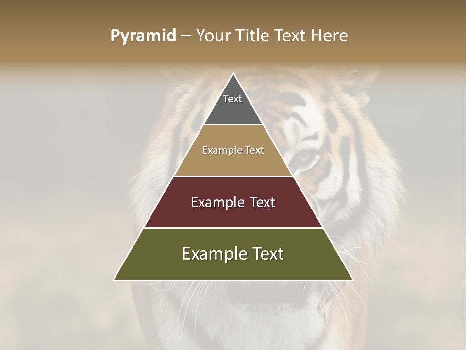 Siberian Tiger PowerPoint Template