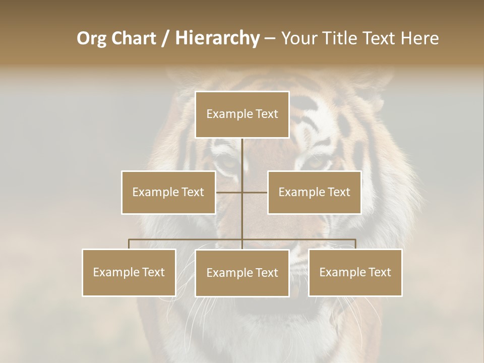 Siberian Tiger PowerPoint Template