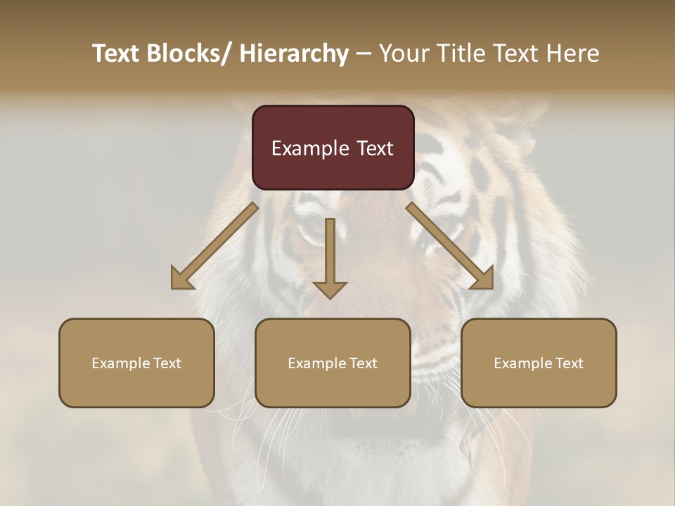 Siberian Tiger PowerPoint Template
