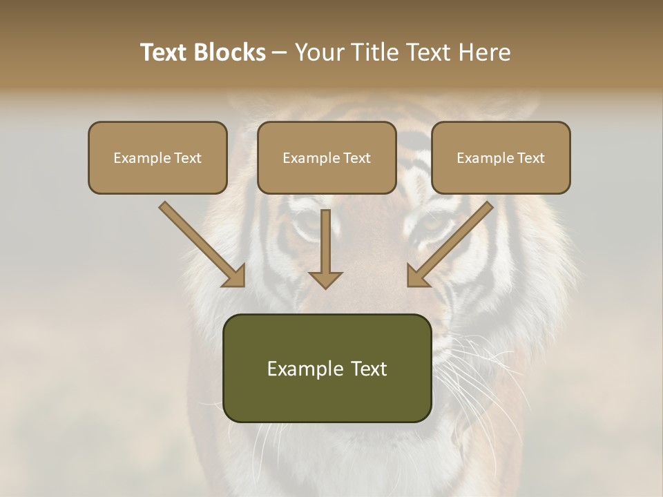 Siberian Tiger PowerPoint Template