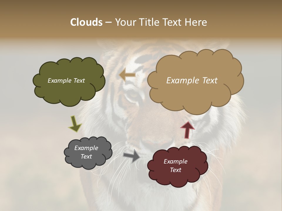 Siberian Tiger PowerPoint Template