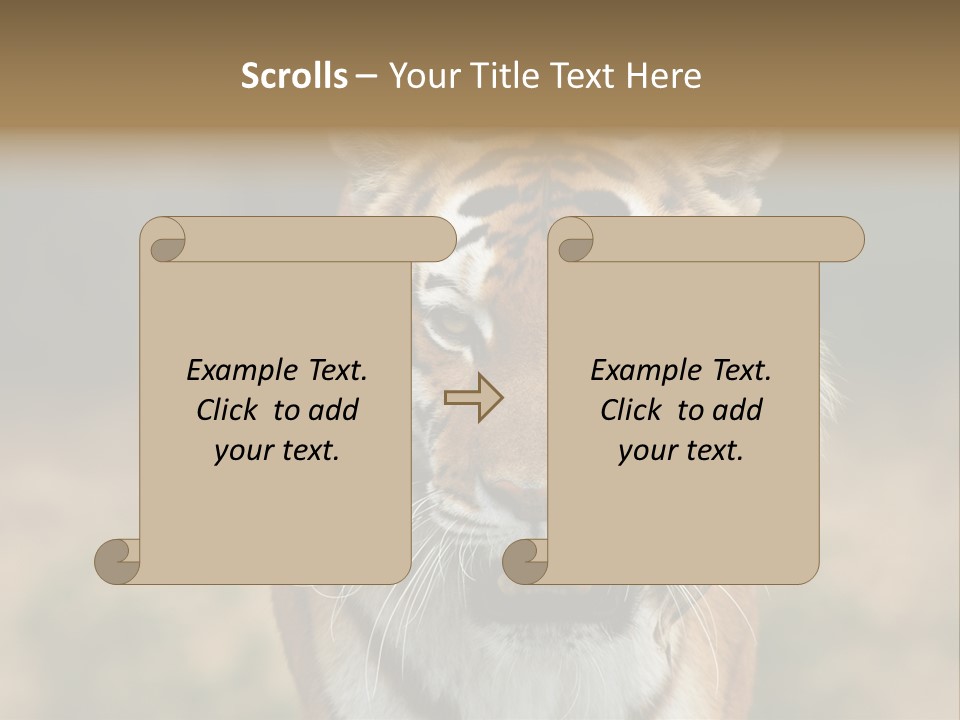 Siberian Tiger PowerPoint Template