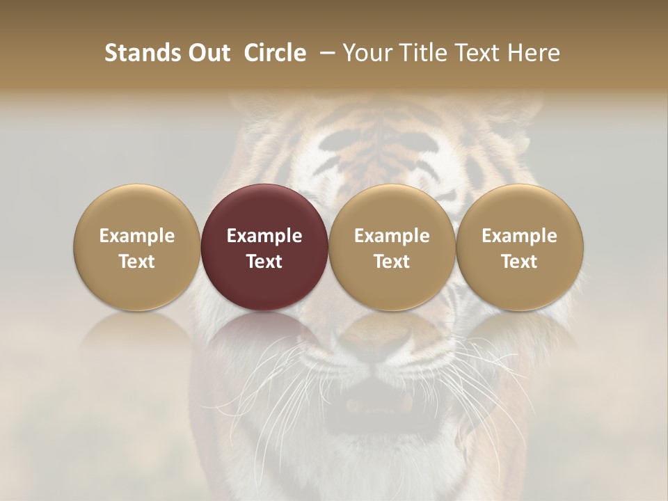 Siberian Tiger PowerPoint Template