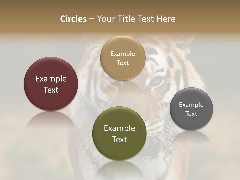 Siberian Tiger PowerPoint Template