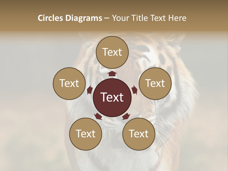 Siberian Tiger PowerPoint Template