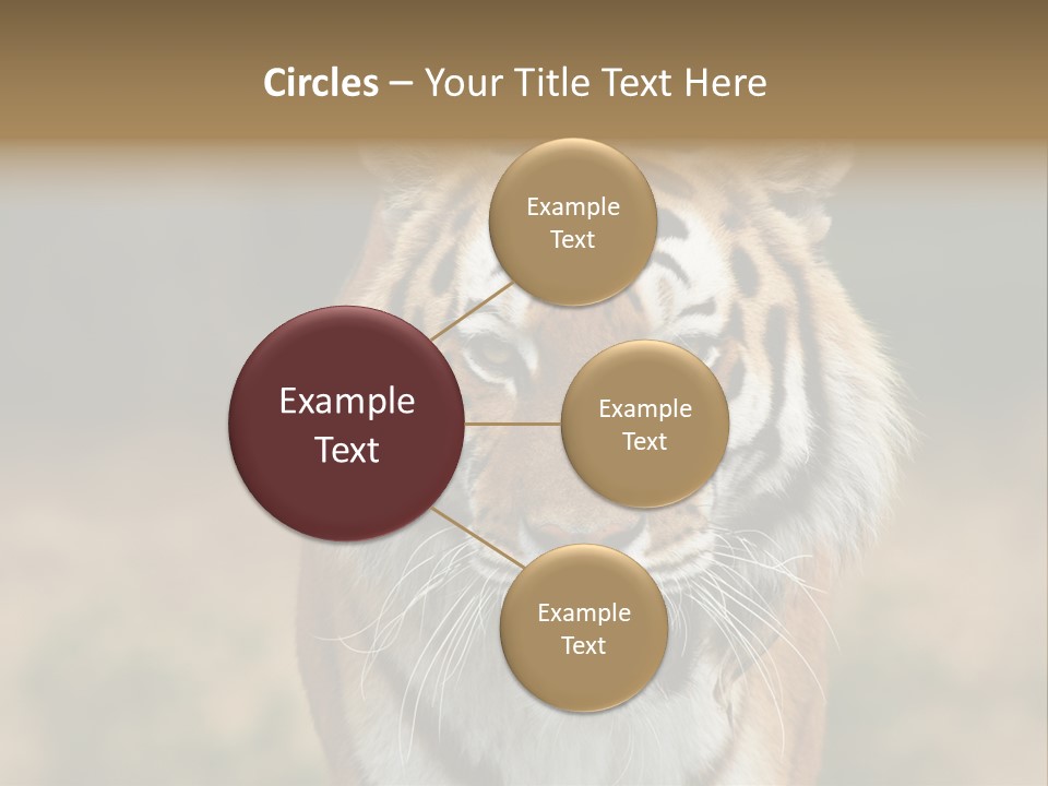 Siberian Tiger PowerPoint Template