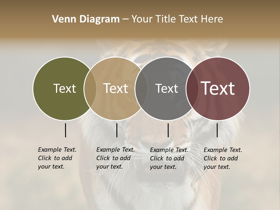 Siberian Tiger PowerPoint Template