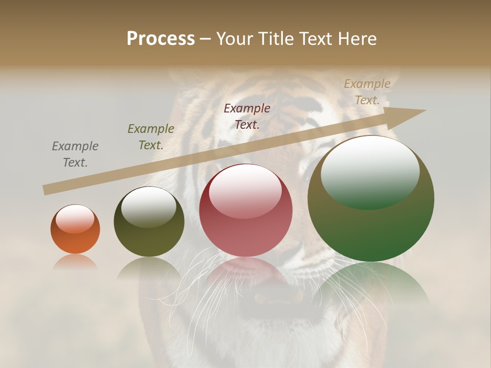 Siberian Tiger PowerPoint Template