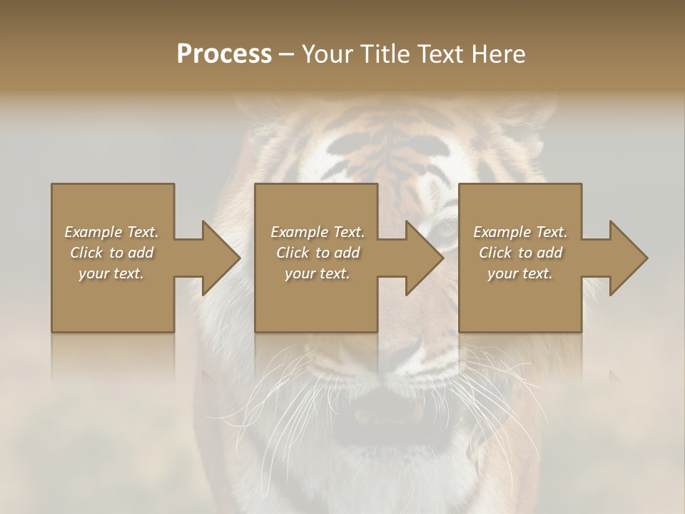 Siberian Tiger PowerPoint Template