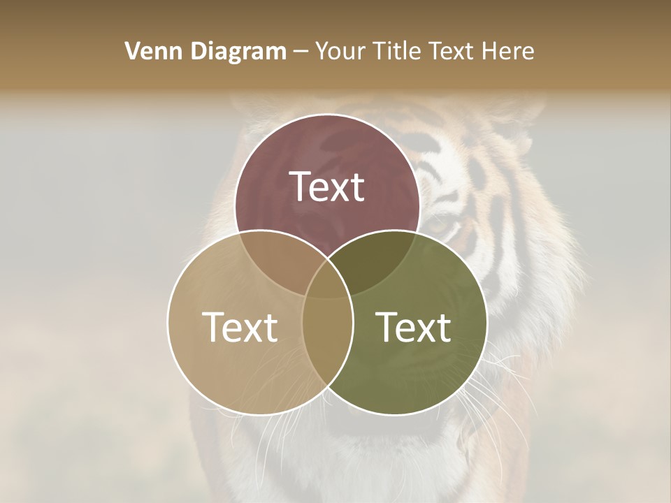 Siberian Tiger PowerPoint Template