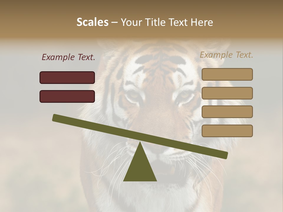 Siberian Tiger PowerPoint Template