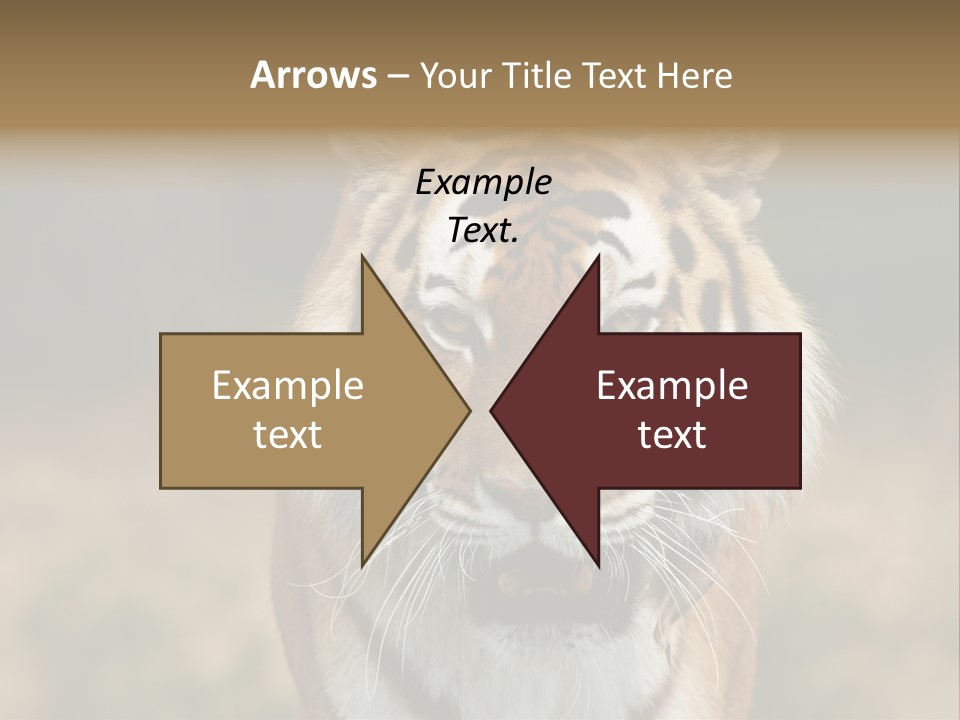 Siberian Tiger PowerPoint Template