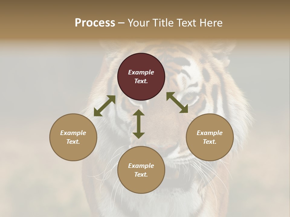 Siberian Tiger PowerPoint Template