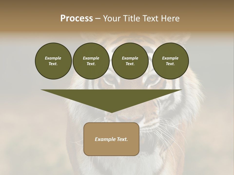 Siberian Tiger PowerPoint Template
