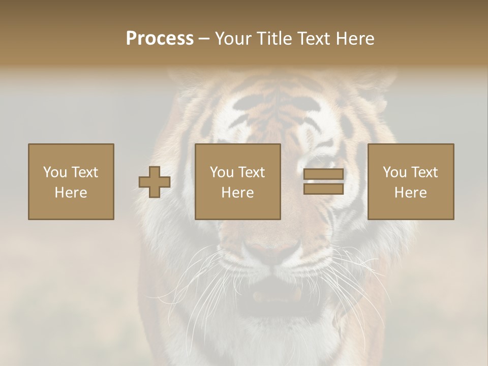 Siberian Tiger PowerPoint Template