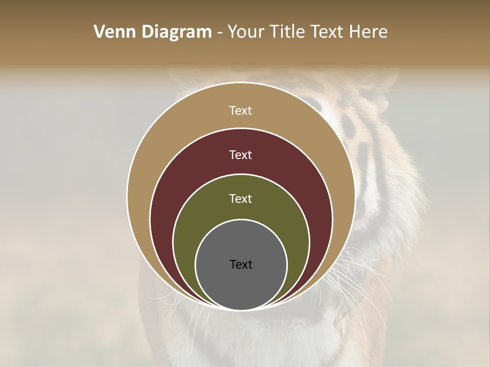 Siberian Tiger PowerPoint Template