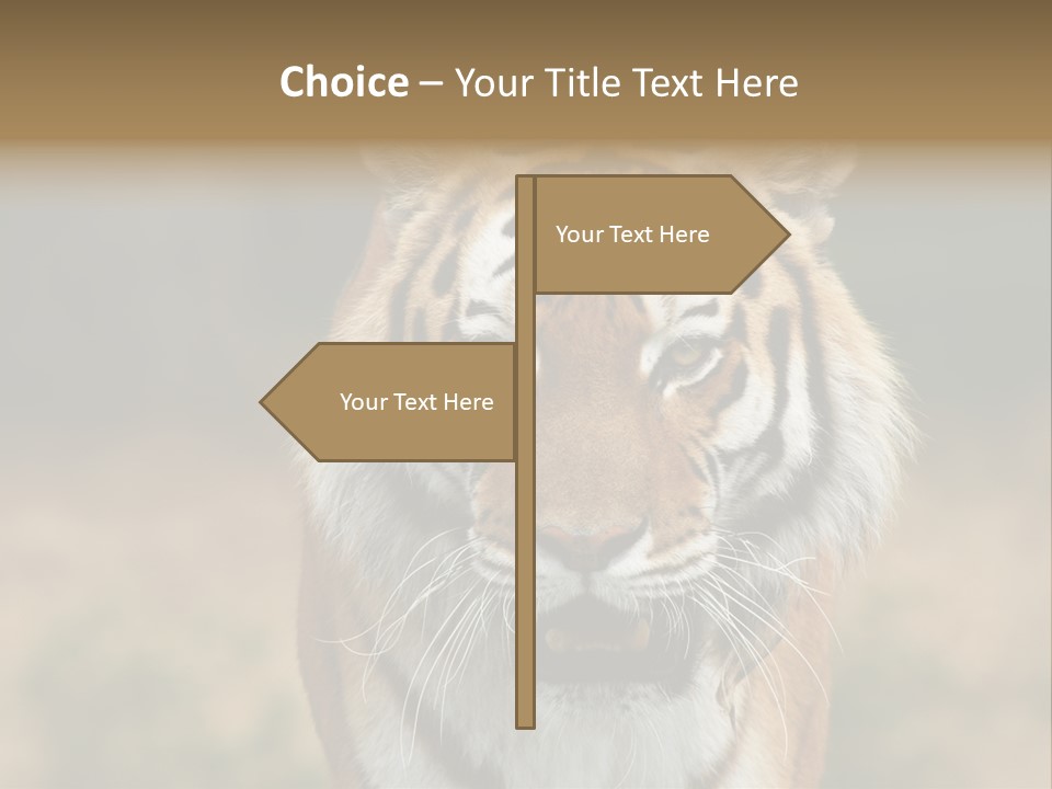 Siberian Tiger PowerPoint Template