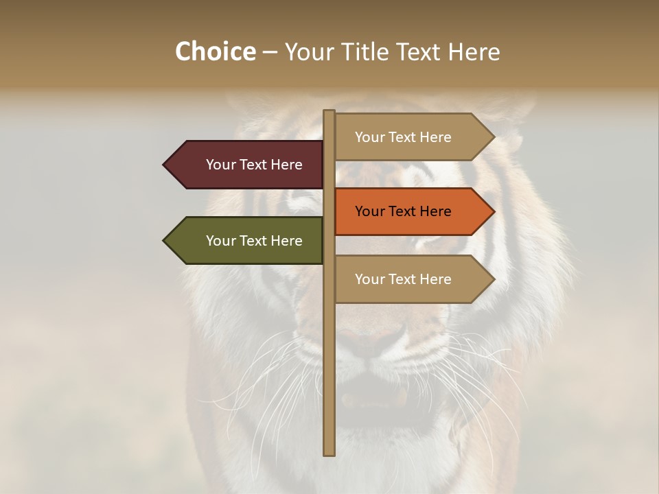 Siberian Tiger PowerPoint Template