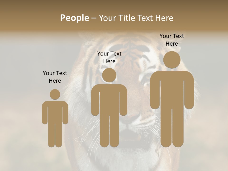 Siberian Tiger PowerPoint Template