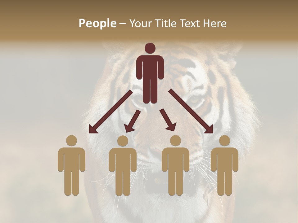 Siberian Tiger PowerPoint Template