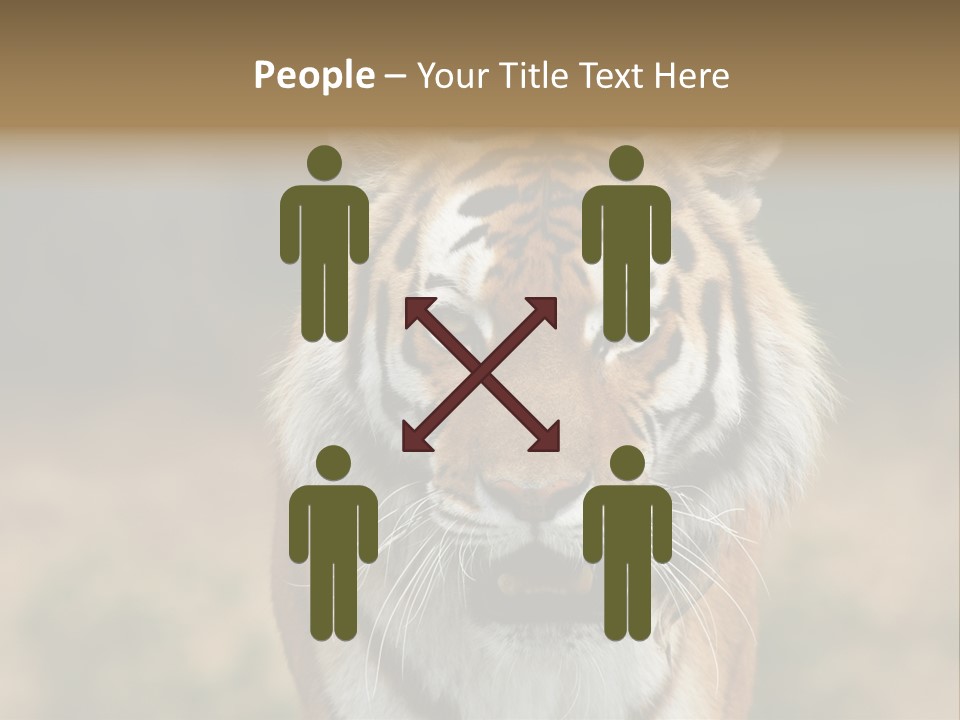 Siberian Tiger PowerPoint Template