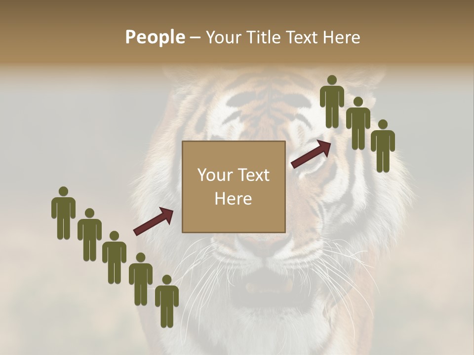 Siberian Tiger PowerPoint Template