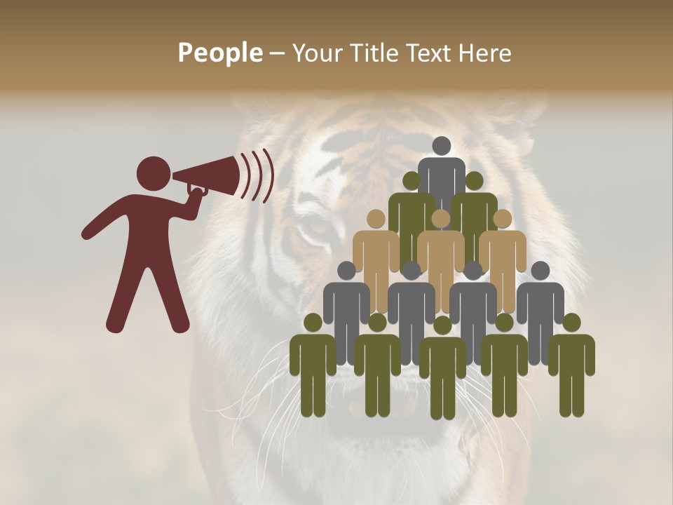 Siberian Tiger PowerPoint Template