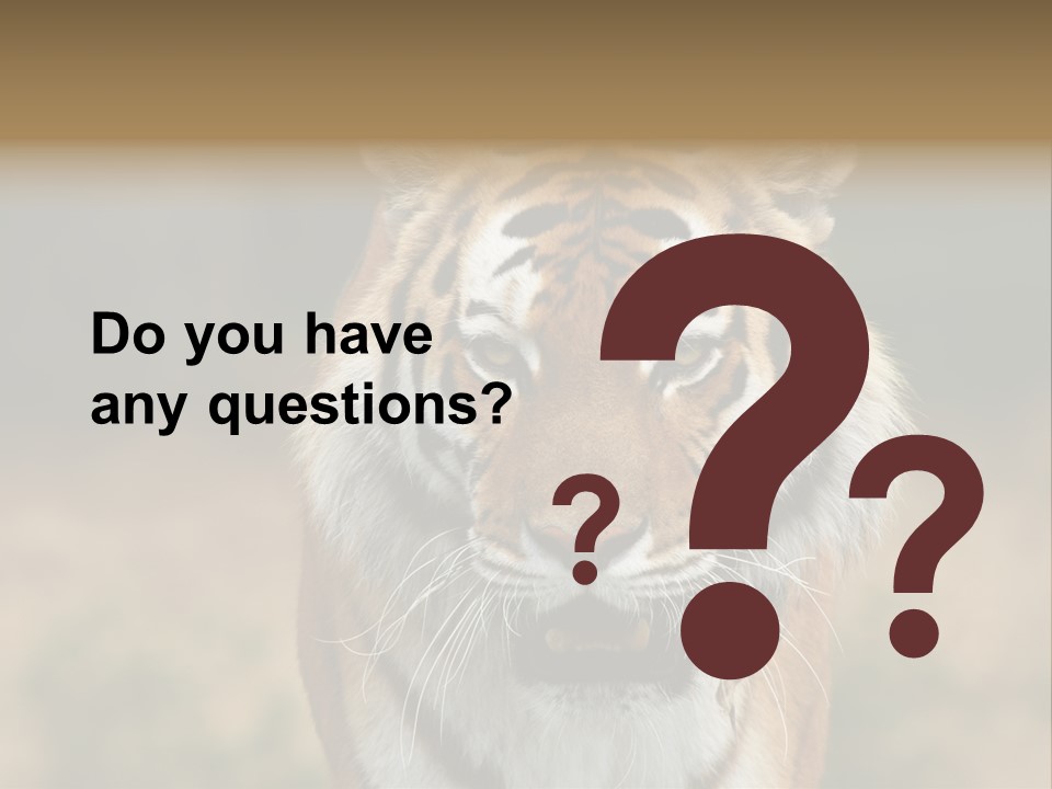 Siberian Tiger PowerPoint Template