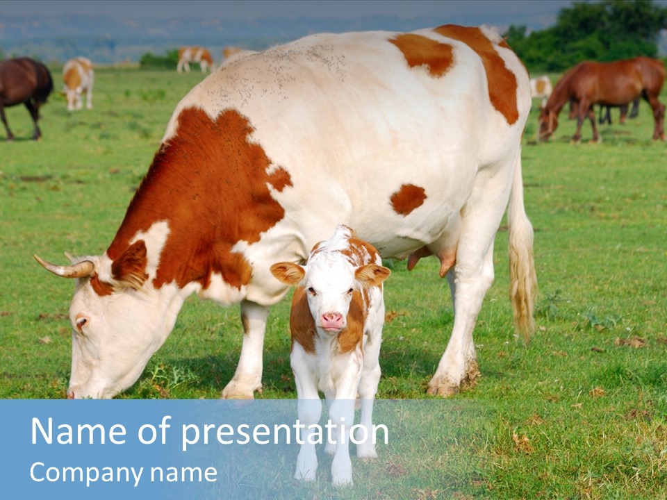 Cow And Calf PowerPoint Template
