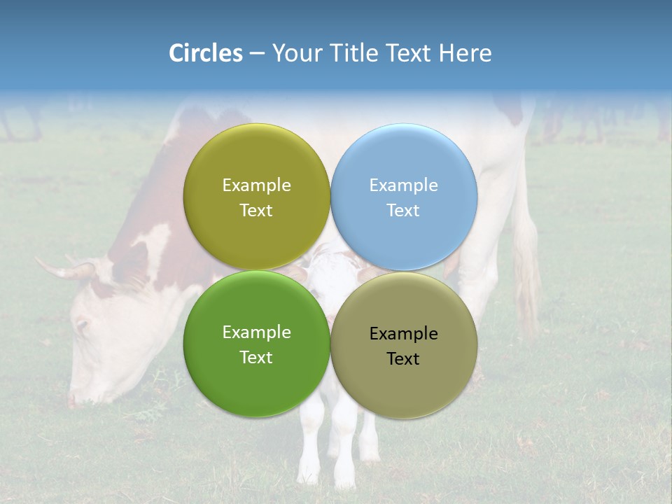 Cow And Calf PowerPoint Template