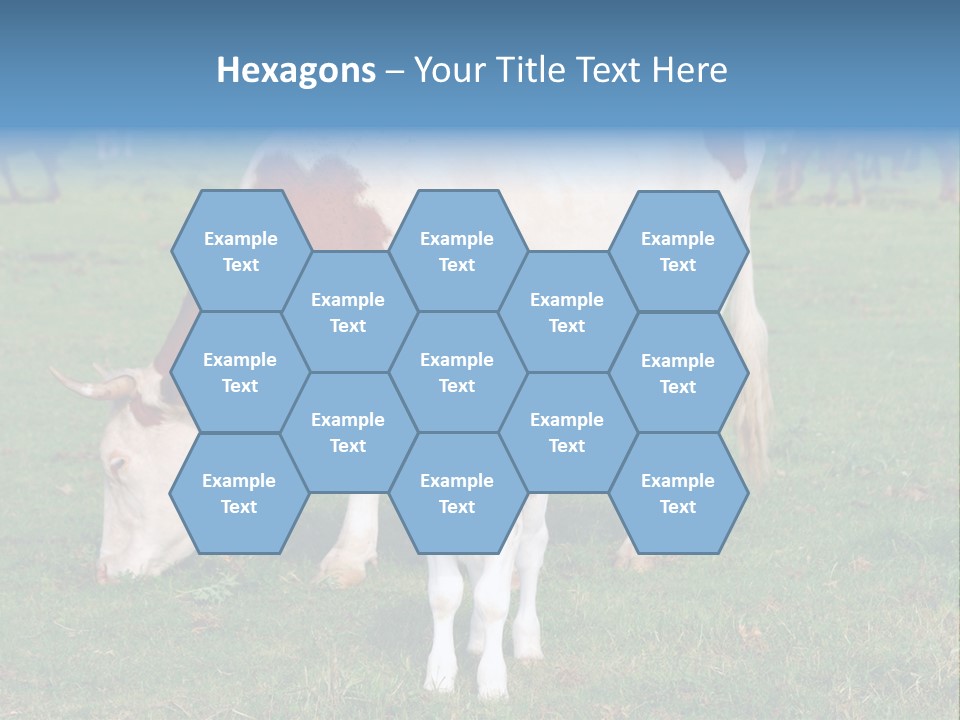 Cow And Calf PowerPoint Template