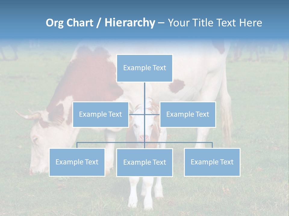 Cow And Calf PowerPoint Template