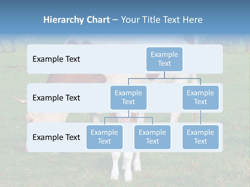 Cow And Calf PowerPoint Template