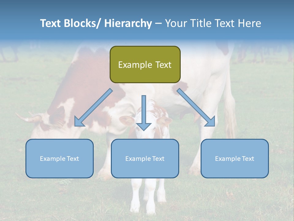 Cow And Calf PowerPoint Template