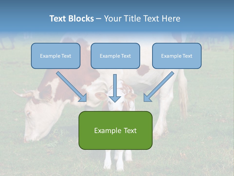 Cow And Calf PowerPoint Template