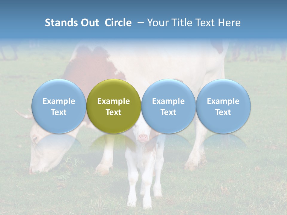 Cow And Calf PowerPoint Template