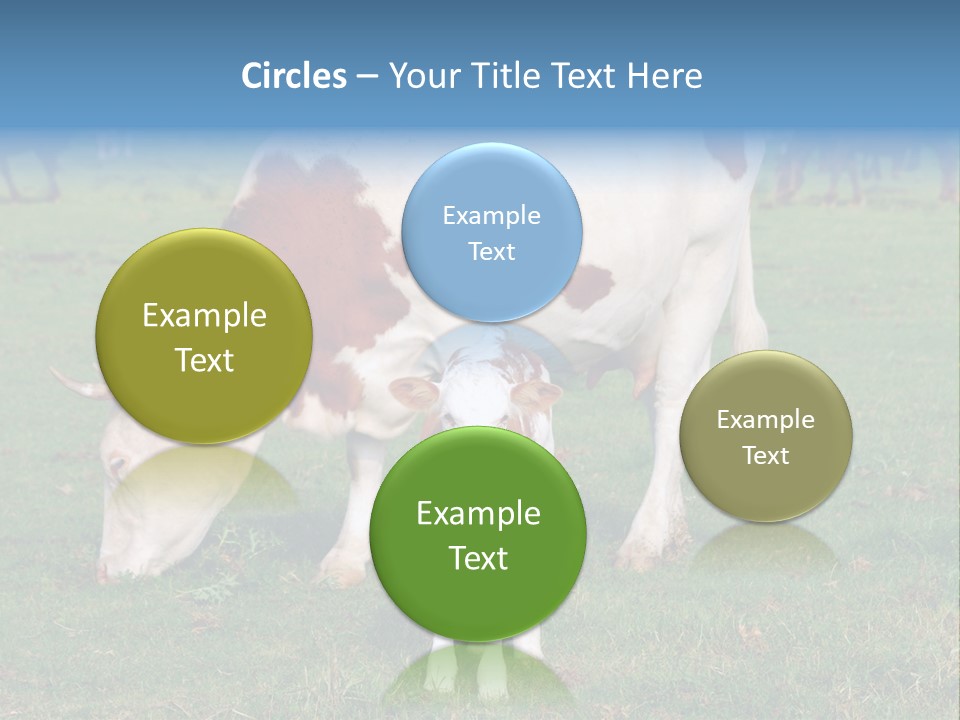 Cow And Calf PowerPoint Template