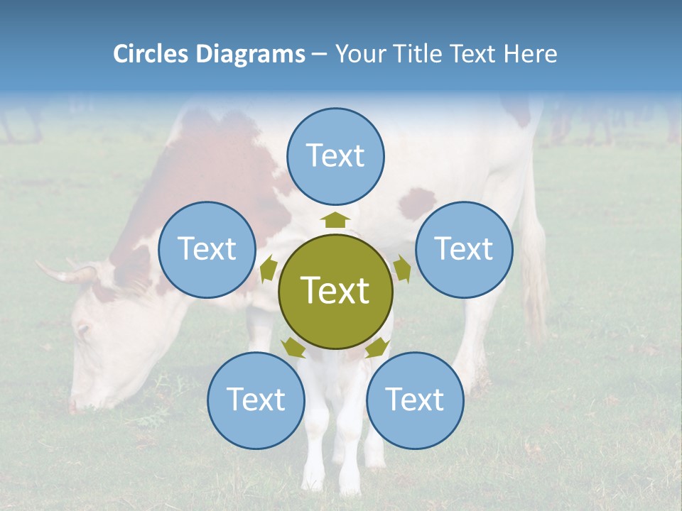 Cow And Calf PowerPoint Template