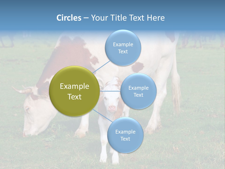 Cow And Calf PowerPoint Template