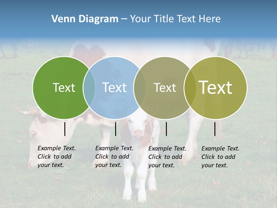 Cow And Calf PowerPoint Template