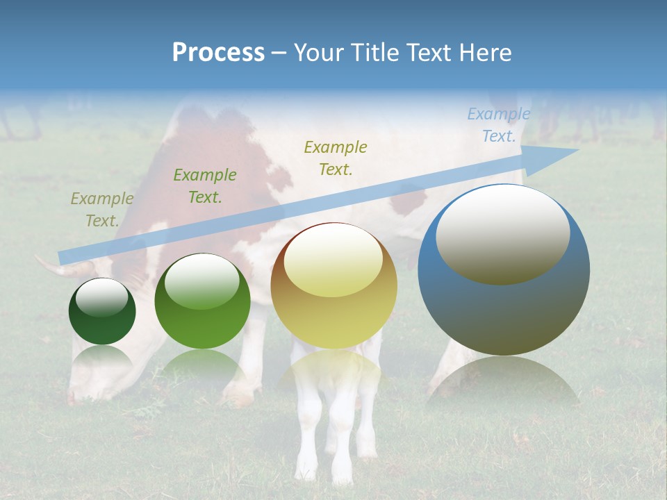 Cow And Calf PowerPoint Template