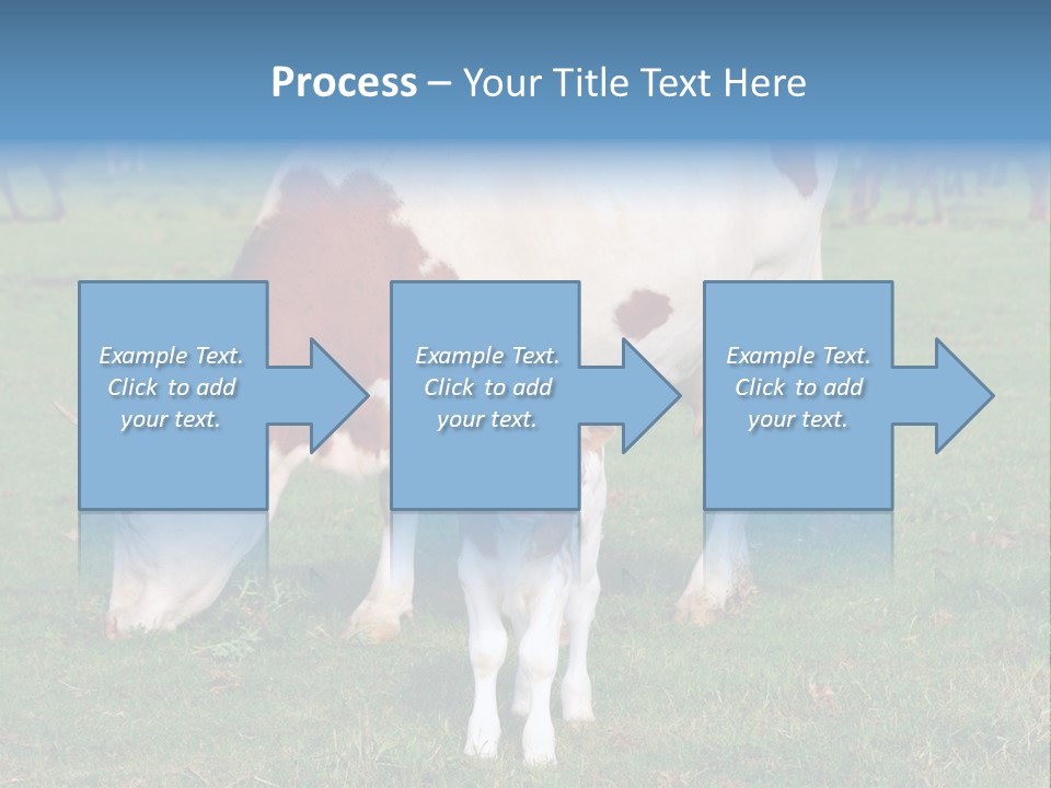 Cow And Calf PowerPoint Template
