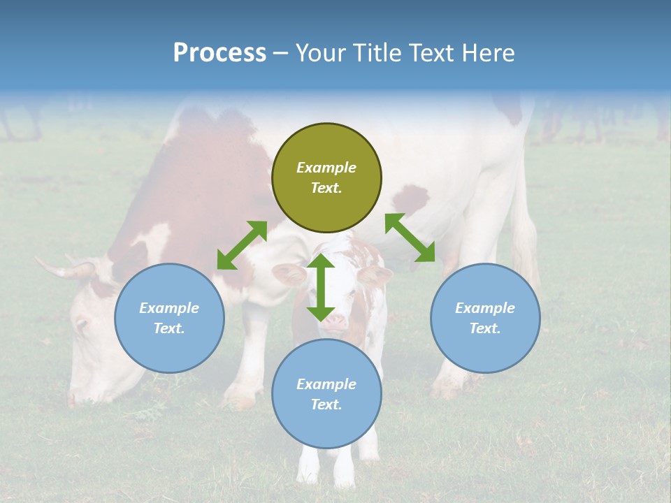 Cow And Calf PowerPoint Template