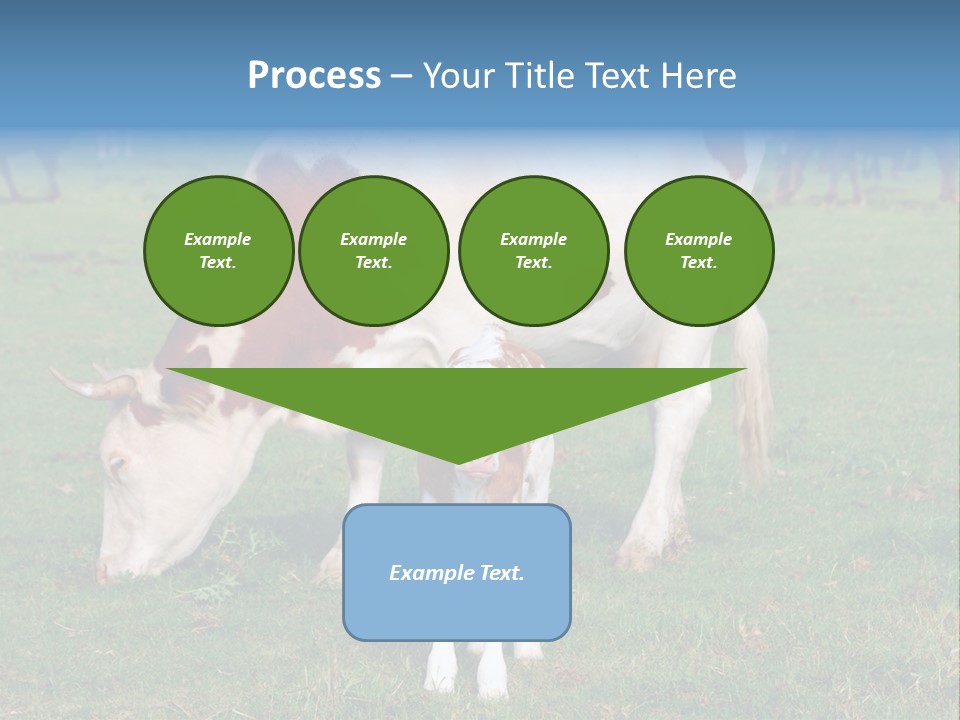 Cow And Calf PowerPoint Template