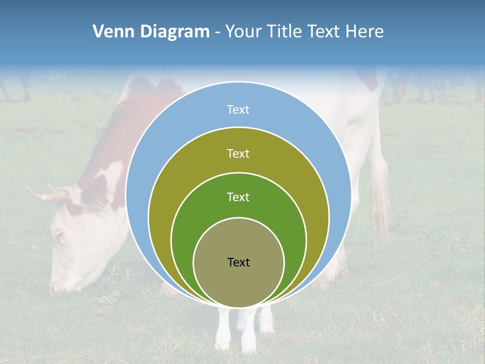 Cow And Calf PowerPoint Template