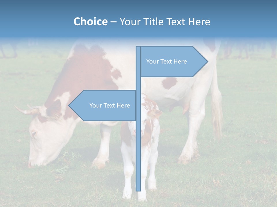 Cow And Calf PowerPoint Template
