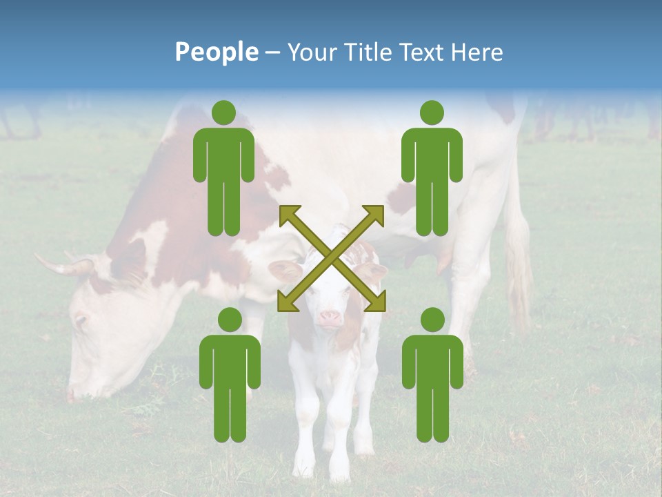 Cow And Calf PowerPoint Template