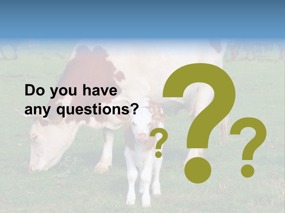 Cow And Calf PowerPoint Template