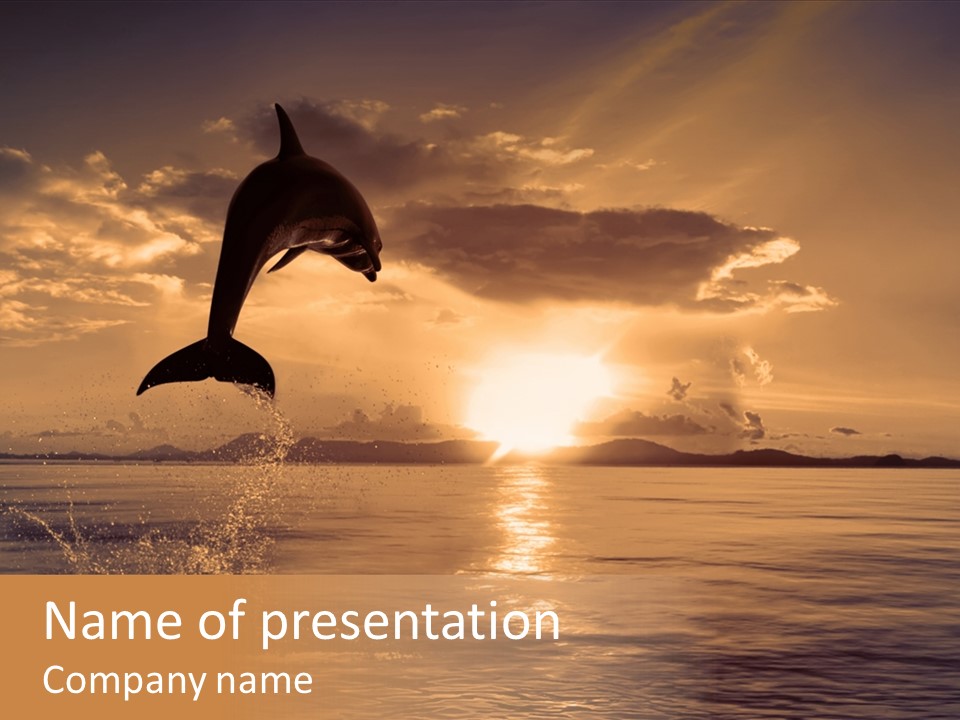 Dolphin PowerPoint Template